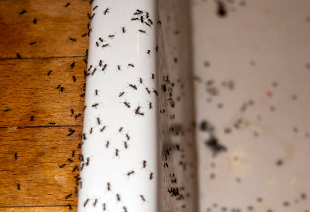Pest Control for Restaurants in Mount Shasta, CA