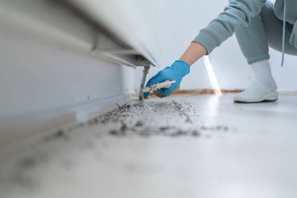 Best Local Pest Control Services  in Mount Shasta, CA